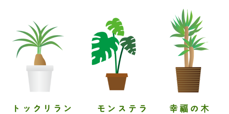 観葉植物3